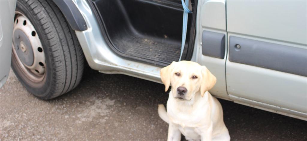 תמונה של מכונית עם דלת פתוחה וכלב עומד לידה